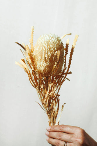 Cream Banksia